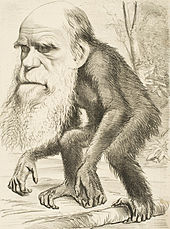 White bearded head of Darwin with the body of a crouching ape.