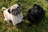 A fawn pug and a black pug looking up.