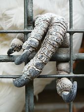 Closeup of a cockatoo's left foot grasping the wires of a cage. The foot is covered with grey-scaly skin and has four toes each with a dark grey curved claw