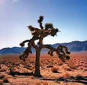 A tree with spiked limbs sprawling in several directions stands in a desert. A mountain range stands in the background