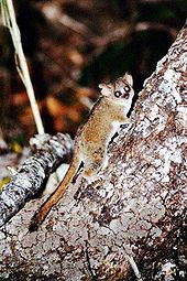 Gray mouse lemur clinging to the side of a tree, looking at camera. Light from the flash reflected back as eyeshine