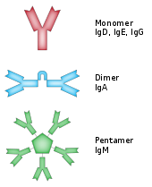 Some antibodies form complexes that bind to multiple antigen molecules.