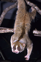 A Sunda slow loris hangs from a branch with two legs