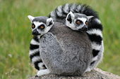 Two ring-tailed lemurs curled up together
