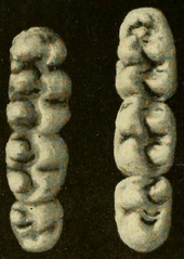 Two toothrows consisting of three molars