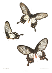 Papilio pandiyana 437.png