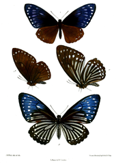 Papilio paradoxa telearchus 511.png