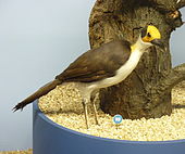 A medium-sized, stuffed bird with a black back, yellow, featherless head with a black circle behind the eyes, and white belly is displayed next to a tree in a museum.