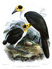 Two White-necked Rockfowl, one adult and one juvenile with a shorter tail, are standing on a rock surrounding a medium-sized speckled egg in a tropical forest.