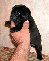 A small black dog puppy being held up by his owner.