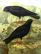  Illustration showing an Alpine Chough and a Red-billed Chough standing on rocks. The black plumage, red legs and characteristic bill colours are evident