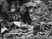 A dog standing in the remains of a destroyed building
