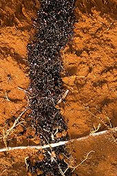 A column of small, black ants is overflowing a shallow tunnel surrounded by red dirt