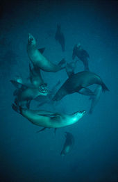 A pod of at least a dozen sea lions, swimming underwater.