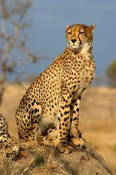 A Cheetah sitting