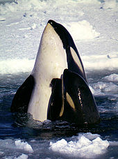 Killer whale mother and calf extending their bodies above the water surface, from pectoral fins forward, with ice-pack in background