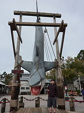 A large replica of the film's shark hangs from a wooden frame. A sign next to it says "Jaws" and a man standing nearby is about a third of the height of the shark. A pulley and rope are used to pretend to hold the shark's mouth open.