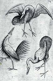  Woodcut of three long-legged and long-necked birds