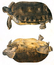 Gopher tortoise(Gopherus polyphemus)