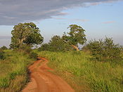 Uda Walawe safari track.jpg