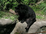 Formosan Black Bear01.jpg