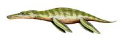Liopleurodon BW.jpg