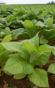 Field of tobacco organized in rows extending to the horizon.