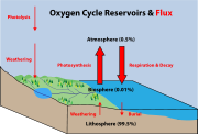 Diagram of the oxygen cycle