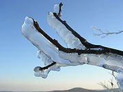 Barren tree branches covered with a thick coat of ice.