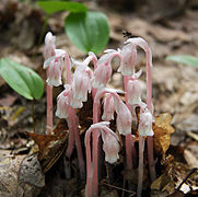 Monotropa uniflora displaying a pink coloration.