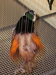 A Paradisaea raggiana at the Smithsonian National Zoological Park
