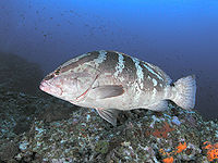 Nassau grouper swimming