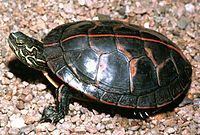 A southern painted turtle facing left, top-side view, stripe prominent, on pebbles