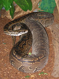 very fat big snake
