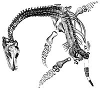 drawing of skeleton of creature with long curved neck and paddles