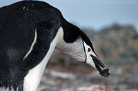 Antarctic, antarctic penguin (js) 46.jpg