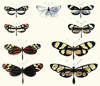 Photo of page from book showing pairs of butterflies of different species whose appearance closely resembles each other