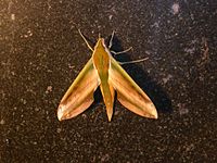 Binnaguri Yam Hawk-moth 2.JPG
