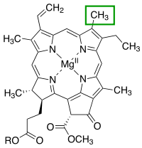 C-3 position Chlorophyll a.svg