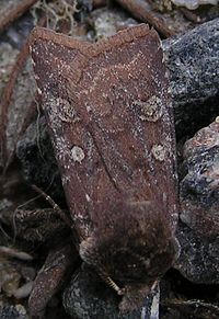 Cerastis leucographa1.jpg