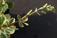 Chiastophyllum oppositifolium D.jpg