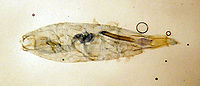 Coleophora glaucicolella.jpg