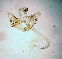 Coleophora peribenanderi.jpg