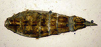 Coleophora striatipennella.jpg