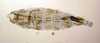 Coleophora tanaceti.jpg