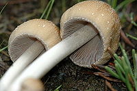 Underside of a mushroom cap showing closely shaped grayish-brown gills.