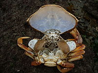Crab molt with carapace lifted, exposing gills.