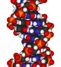 DNA three-dimensional model