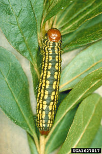 Datana major larva2.jpg