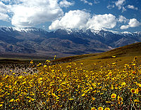 Death Valley Gerea canescens.jpg